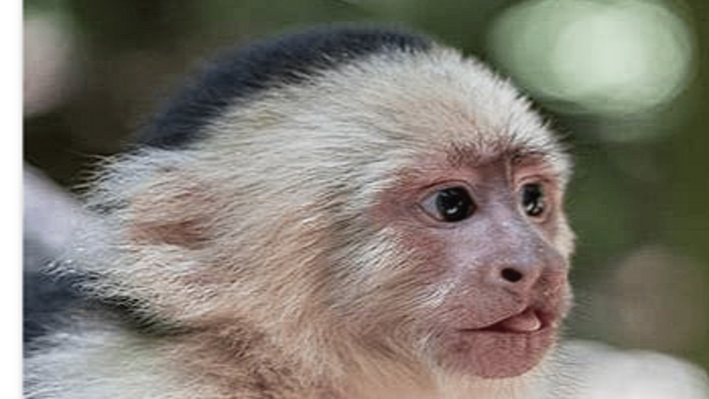 #5. Lab Monke 2 (Meta) 由: Hdjdhfjfjfj