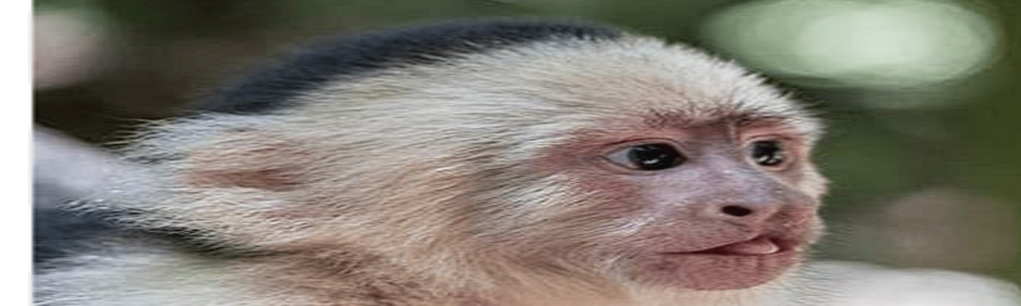 螢幕擷取畫面 (6) Lab Monke 2